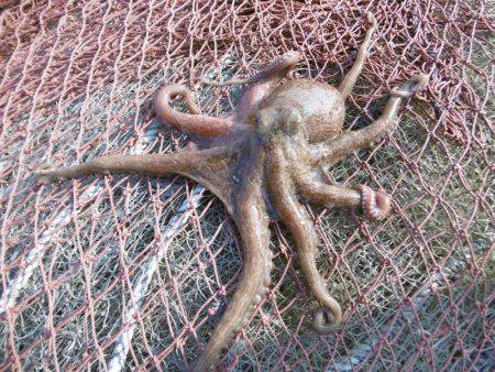 久しぶりのキロアップ